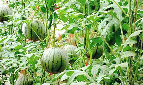 麻豆精品国产综合係統